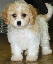 cavachon dog