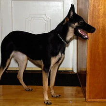 white bengal for sale