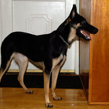 Belgian Malinois Dogs And Puppies Wiki Fandom