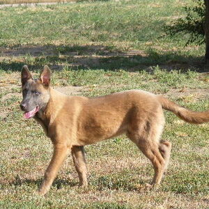 Belgian Malinois Dogs And Puppies Wiki Fandom