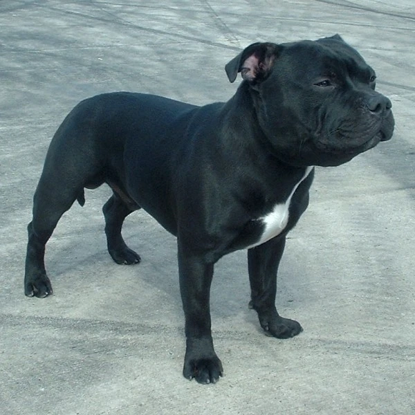 crossguns staffordshire bull terriers