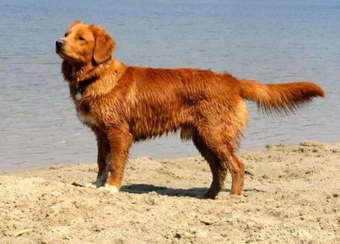 golden retriever duck toller mix