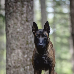 photo Malinois Dogs Black belgian malinois mahogany online