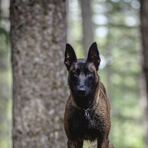 Belgian Malinois Dogs And Puppies Wiki Fandom