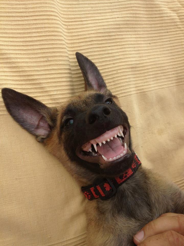 funny belgian malinois