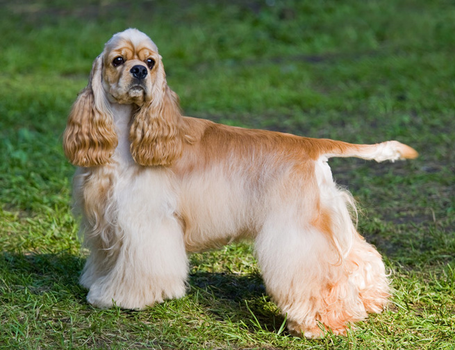 Cocker Spaniel | Dogs and Puppies Wiki | FANDOM powered by Wikia