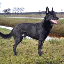 belgian malinois black tipped fawn