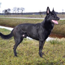 Belgian Malinois Dogs And Puppies Wiki Fandom