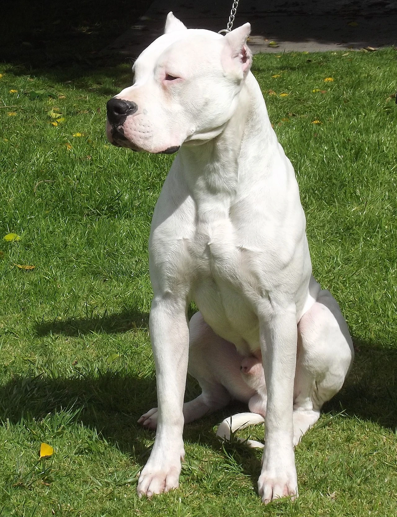 dogo argentino dog fight