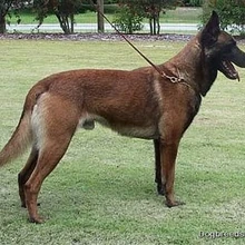 belgian malinois black tipped fawn