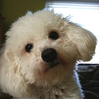 Bichon Frise Dogs And Puppies Wiki Fandom