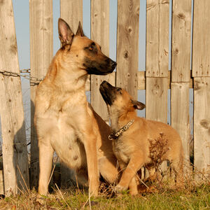 Belgian Malinois Dogs And Puppies Wiki Fandom