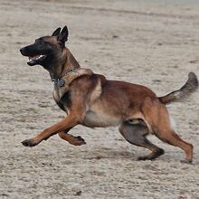 Belgian Malinois Dogs And Puppies Wiki Fandom