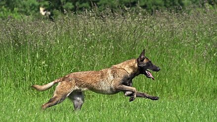 Belgian Malinois Dogs And Puppies Wiki Fandom Powered