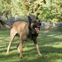 Belgian Malinois Dogs And Puppies Wiki Fandom