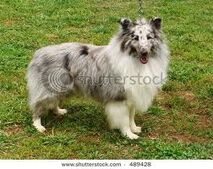 Shetland sheepdog
