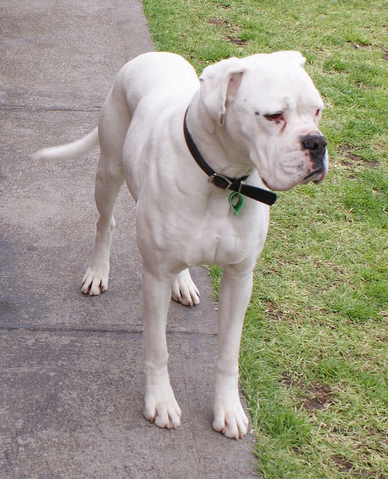 Boxer (dog) Dogs and Puppies Wiki FANDOM powered by Wikia