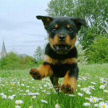 Rottweiler Dogs And Puppies Wiki Fandom
