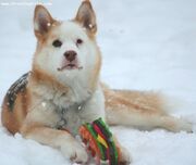 Labrador husky