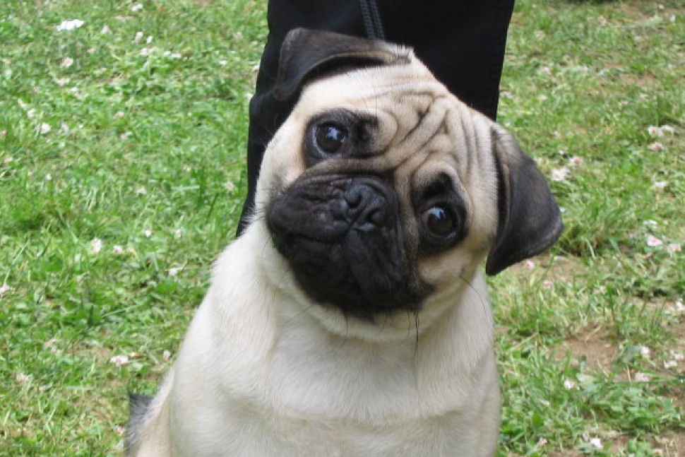 pug dog roblox