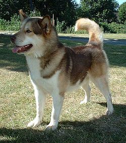 250px-Greenland Dog