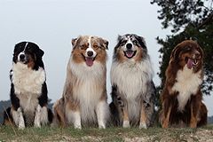 240px-Bvdb-australischeherder