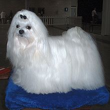 220px-Maltese 600