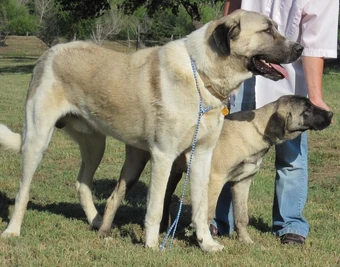 anatolian shepherd biggest dog