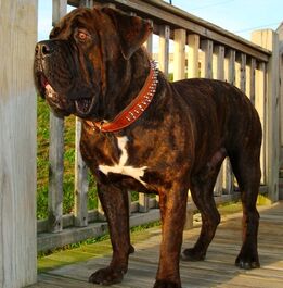 AmericanBandoggeMrOldeEnglishBulldogFrenchMastiffYanyeroo10Months2