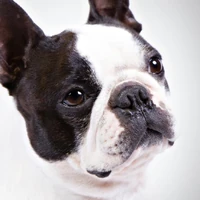 boston terriers and seizures