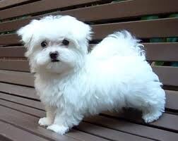 small maltese dog