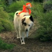 Stan Runs Away Dog With A Blog Wiki Fandom