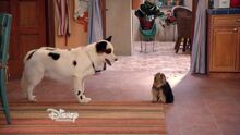 Sparky and stan