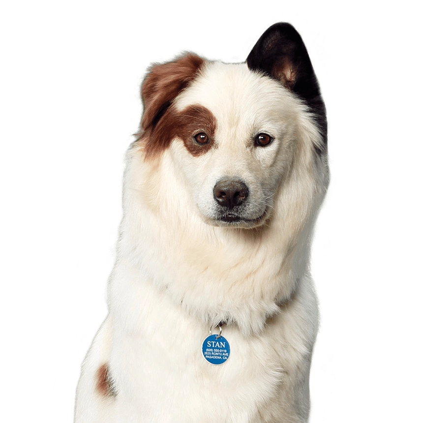 talking dog and bacon