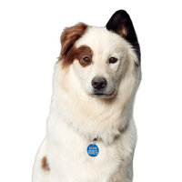 Stan Dog With A Blog Wiki Fandom