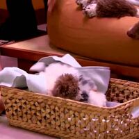Stan Has Puppies Dog With A Blog Wiki Fandom