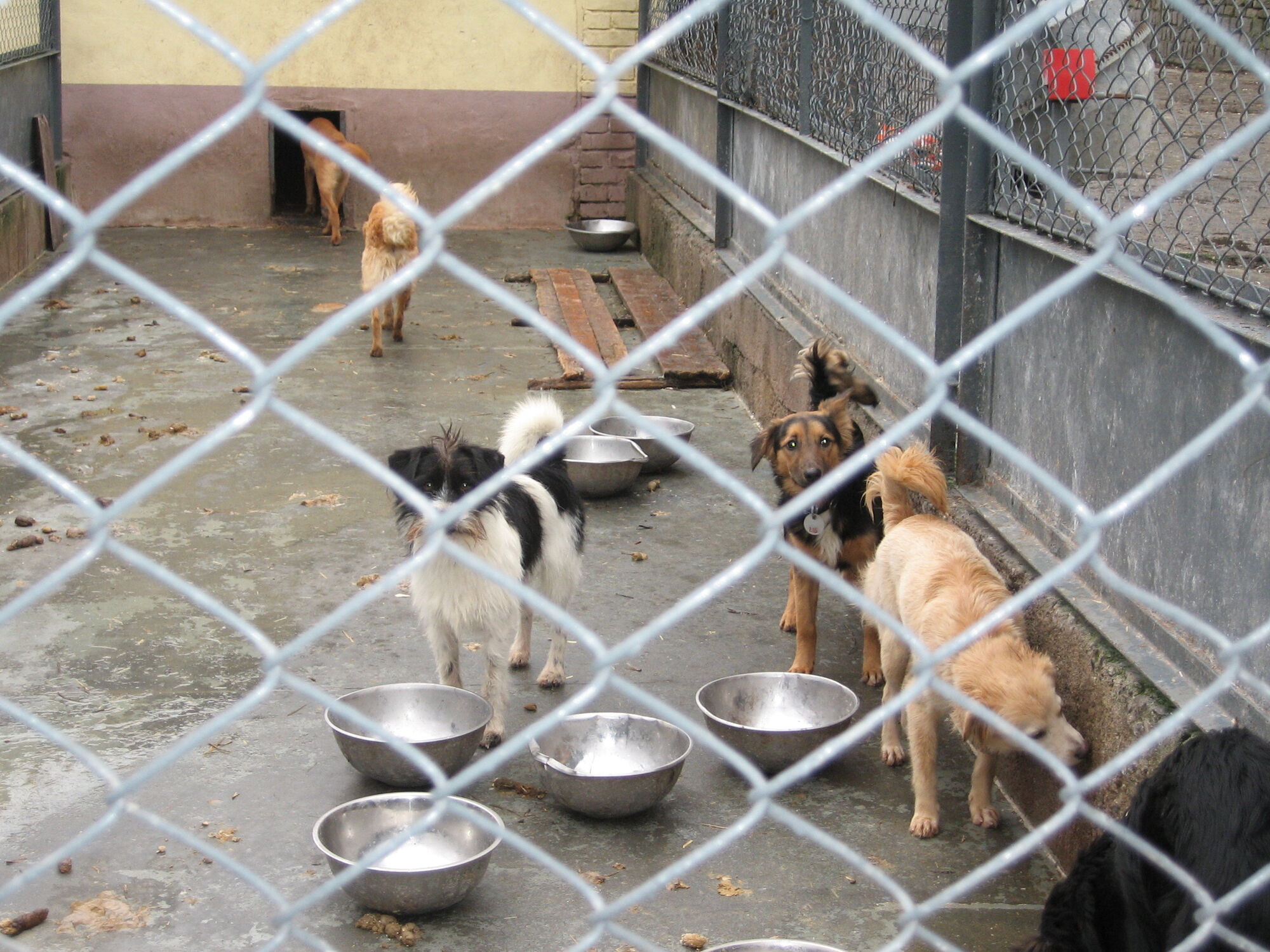 Animals Schronisko Dla Bezdomnych Zwierząt Schronisko dla bezdomnych zwierząt | WikiWrocław | Fandom
