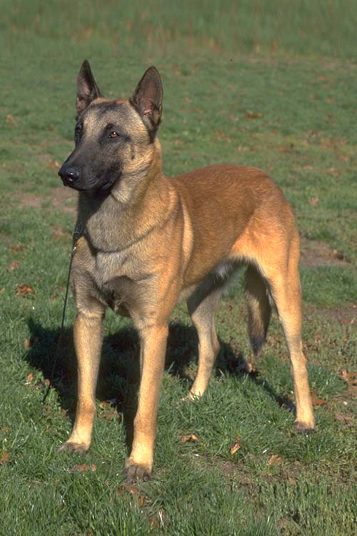 Belgian Malinois | Domesticated Canine Wiki | Fandom