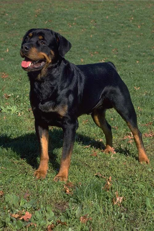 rottweiler dog species