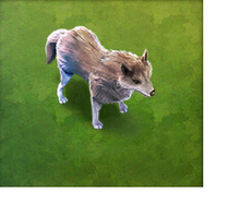 Wolf