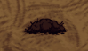 Suspicious Dirt Pile