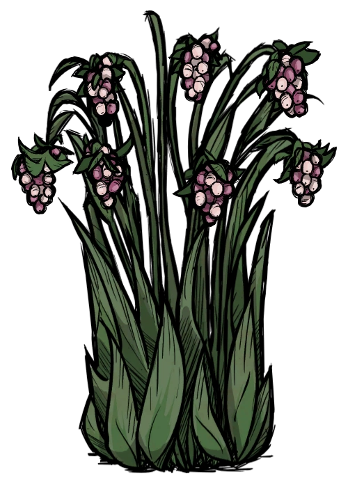 Juicy Berry Bush Don't Starve game Wiki FANDOM powered by Wikia