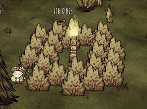 Lone torch