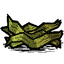 Kelp Fronds