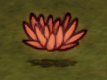 Abigail Flower