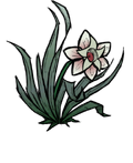 Magic Flower