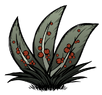 Berry Bush2