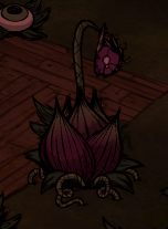 dont starve wiki lure.plant