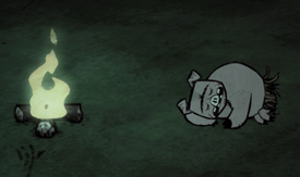 Pig asleep at night