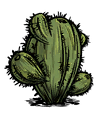 Oasis Cactus
